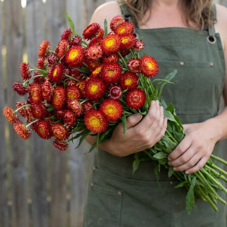 Monster Copper Red, Strawflower Seeds - Packet image number null